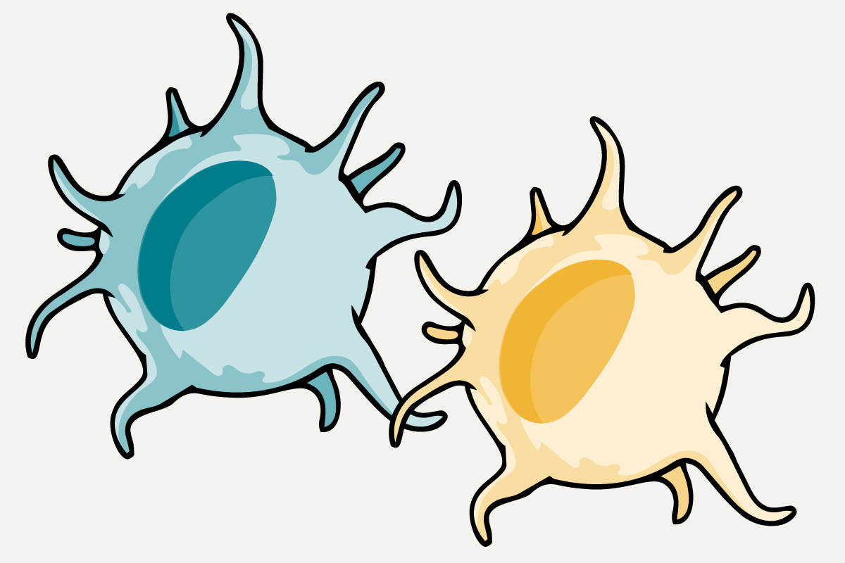 An illustration depicts two subsets of dendritic cells, both of which mRNA vaccination uses to stop cancer, according to new WashU Medicine research at Siteman Cancer Center.