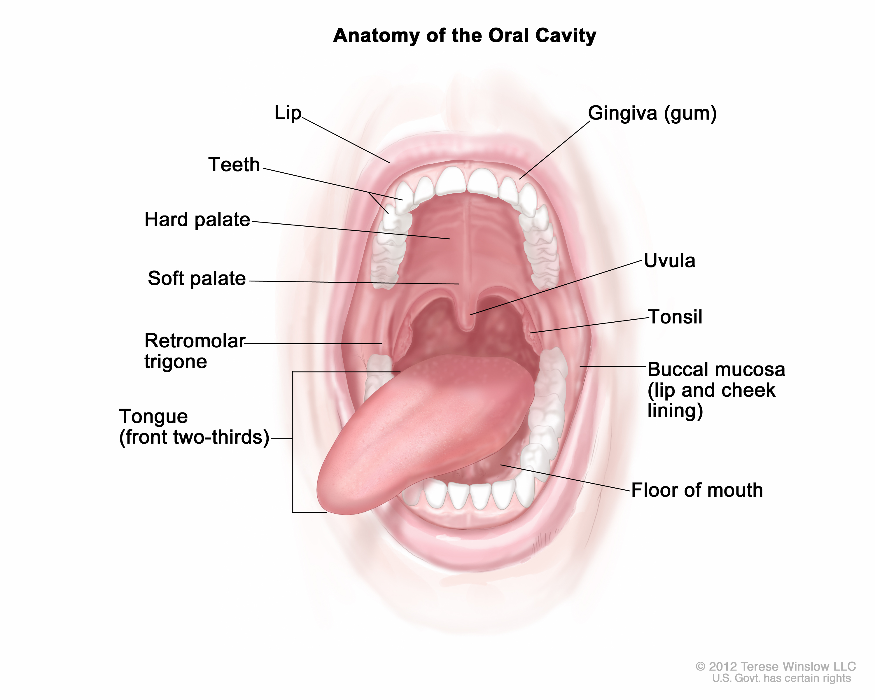Oral Cavity Patient Siteman Cancer Center