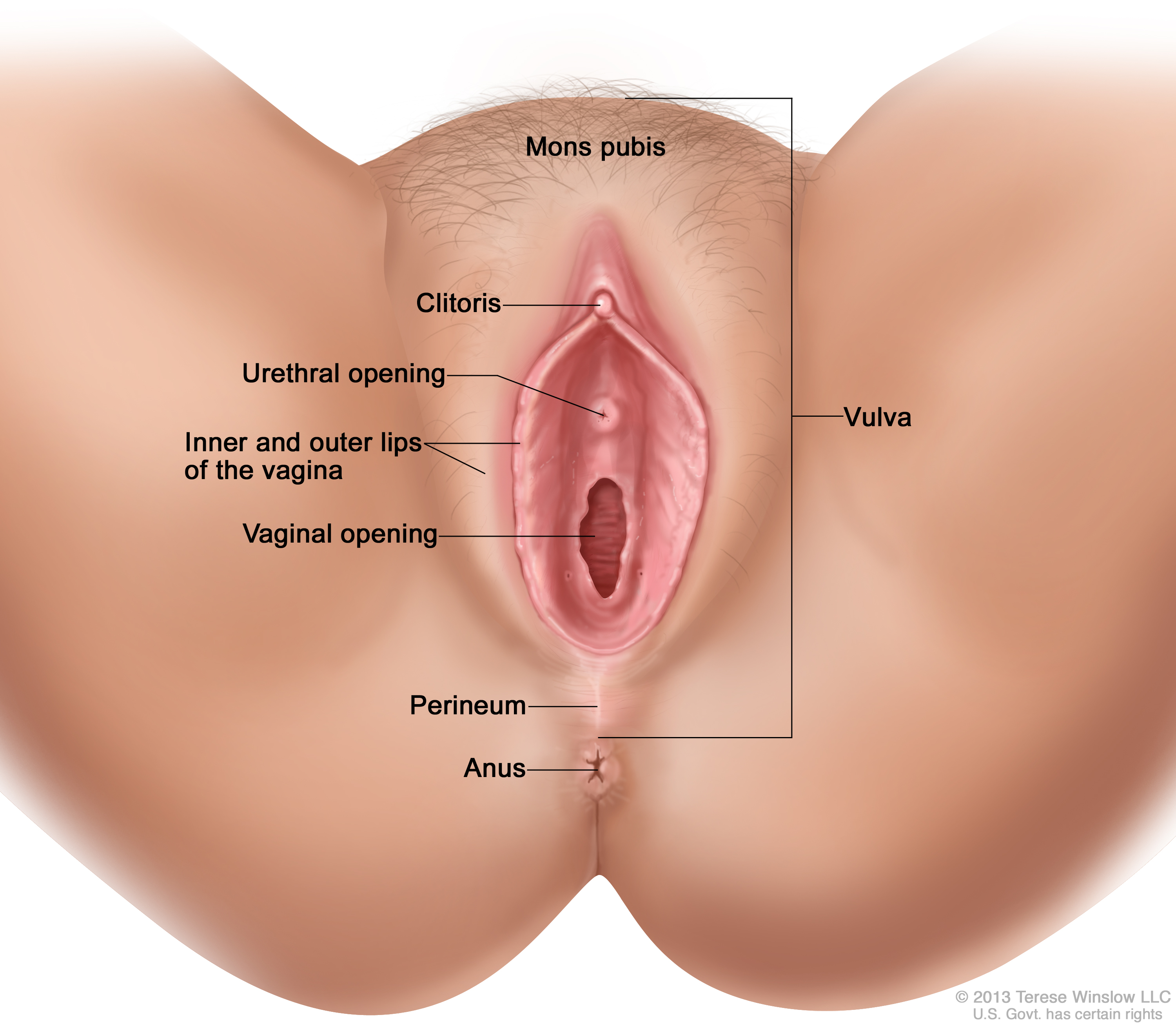 Vulva vagina
